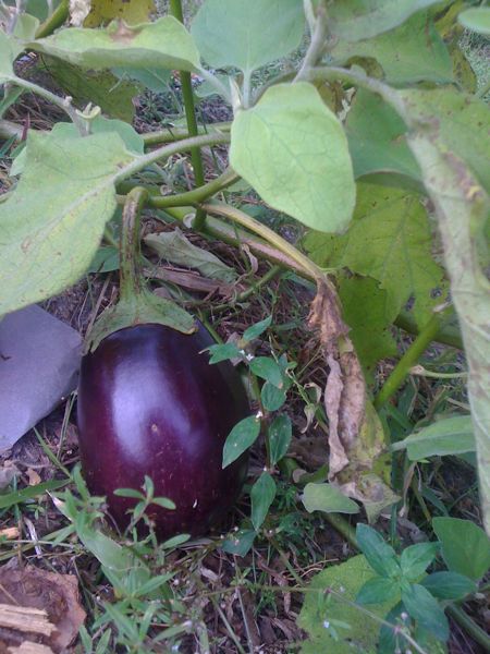 eggplant.jpg