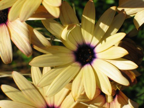 African_Daisy.jpg