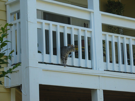 [picture: cat leaning out on a porch at my apartment complex]