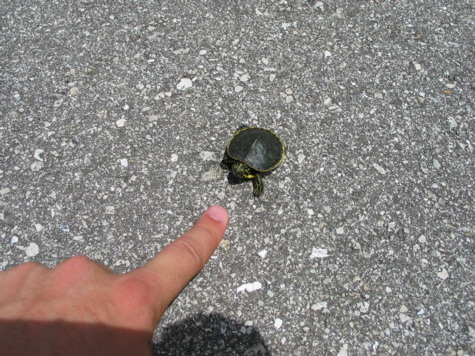 [picture: jul03myakka-turtle.jpg]