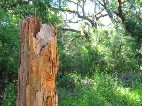 [picture: broken stump in mrsp parking lot!]