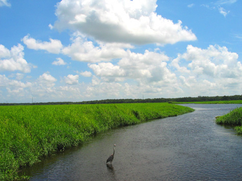 [picture: river in myakka river state park]