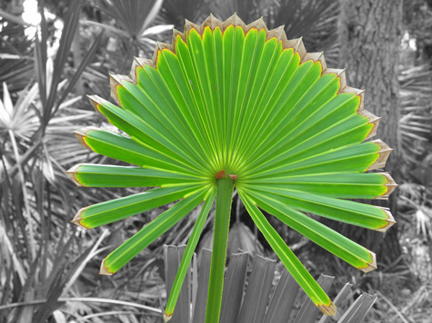 [picture: palm fan in Myakka River State Park]