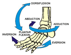 ankle bones