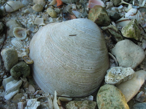 [picture: beach gravel at ken thompson]