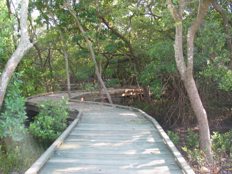 [picture: entrance to mangrove forest]