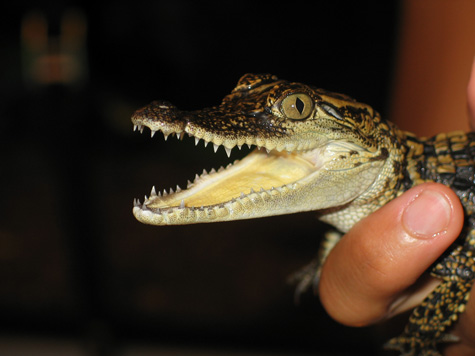 [sonia holding a baby croc!]