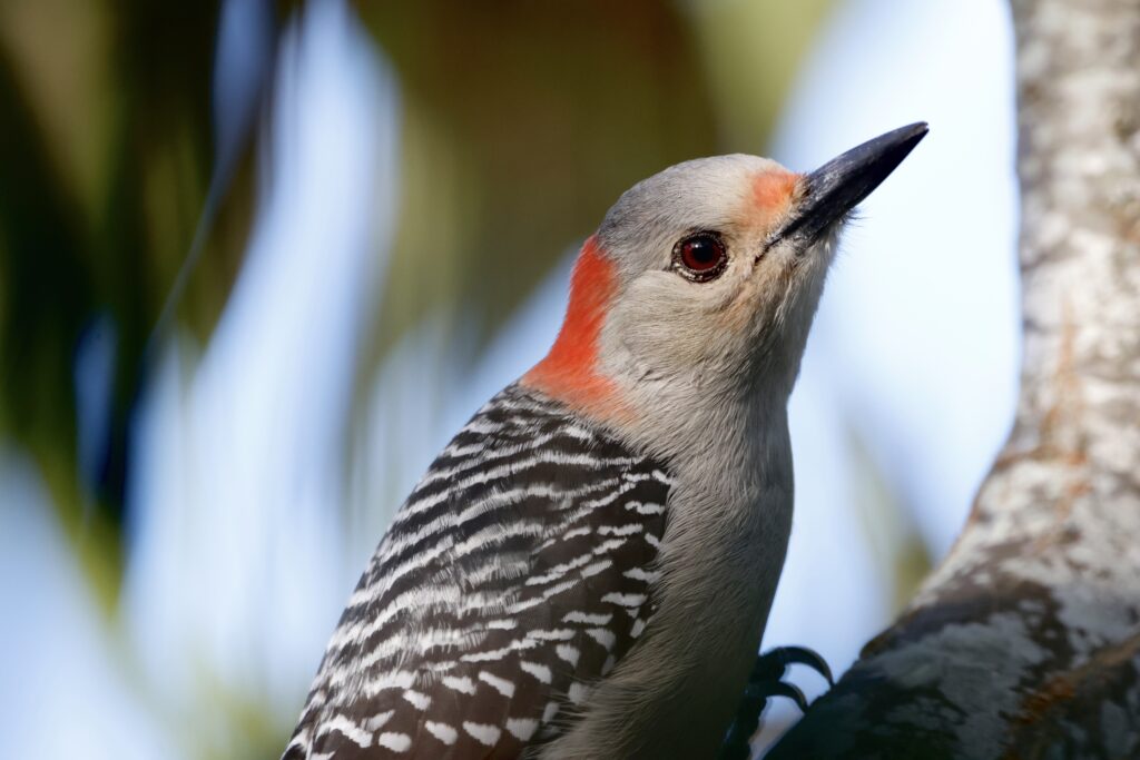 Red-bellied Woodpecker