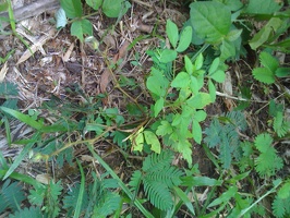 TRINI2010_291